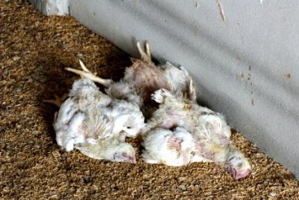 Ziekten van kippen zijn consequenties van hun onjuist onderhoud