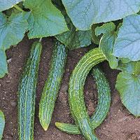 Hoe lang groeit de komkommer?