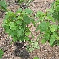 Hoe druiven te laten groeien: vermeerdering met groene stekken