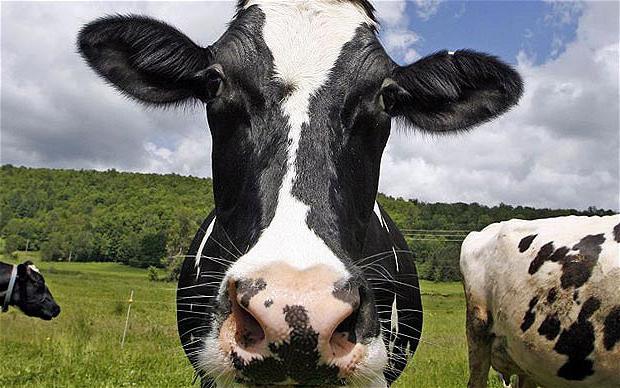 Wat zijn de rassen van koeien? Hoeveel kost een koe?
