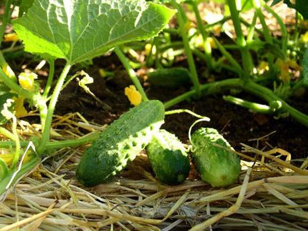 Het planten van komkommers: de geheimen van succes