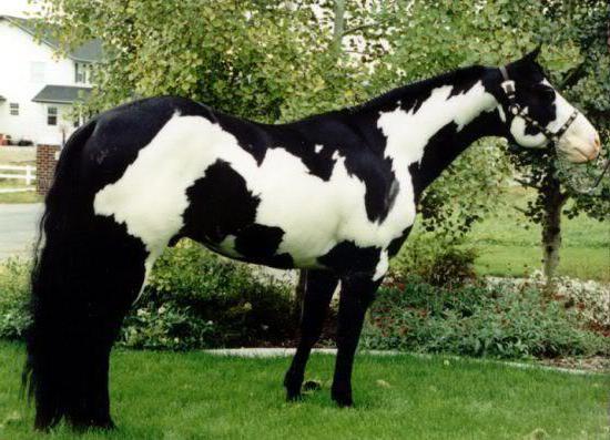 De meest voorkomende kleuren van paarden met foto's en namen