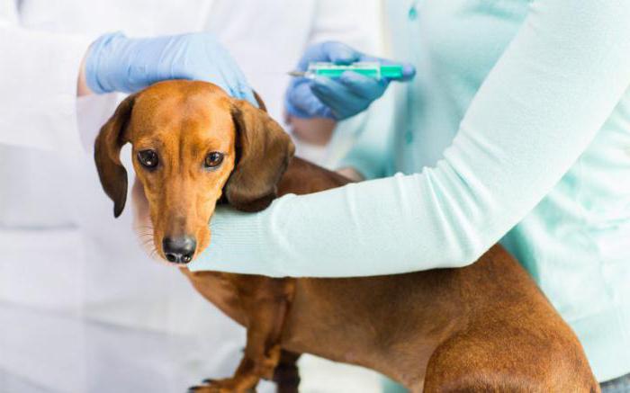 Quarantaine na vaccinatie tegen rabiës bij honden. Schema van vaccinaties