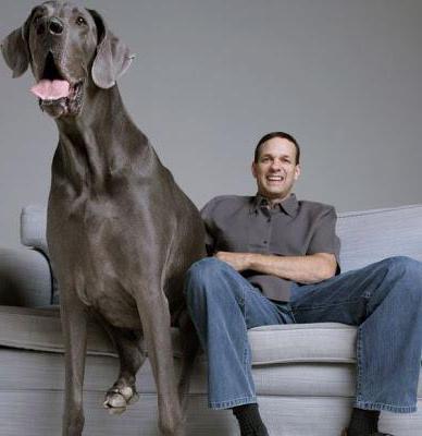 De langste hond ter wereld.