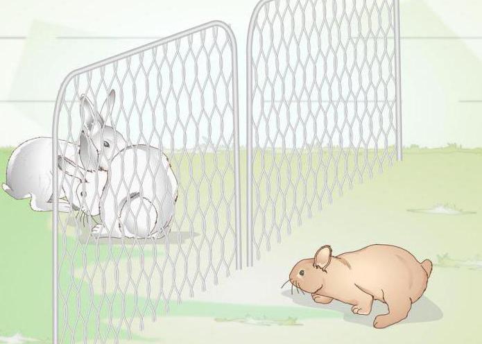 Oormijt bij konijnen: behandeling thuis met folkremedies