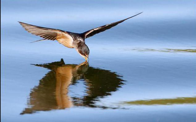 Het raadsel over de zwaluw: kennismaking met de wereld van vogels