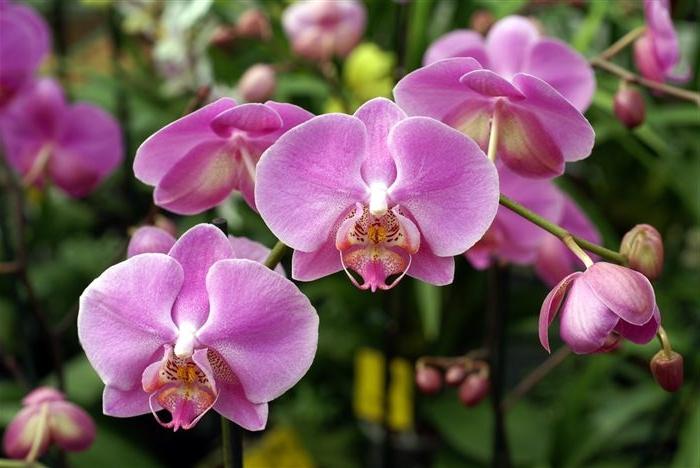 wat te doen als de orchidee vervaagt