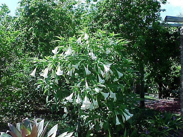 Datura-bloemen - een ongewone en magische plant in uw tuin