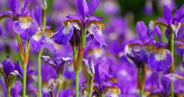 Iris: planten en verzorgen van de prachtige bloemen