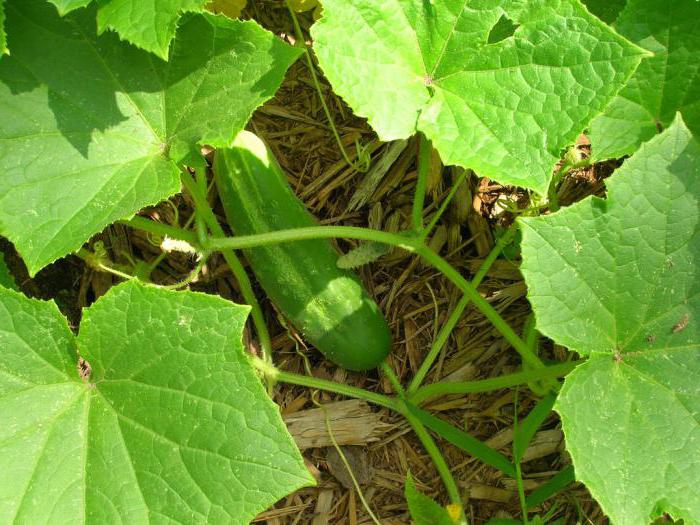 Waarom kromme komkommers groeien: mogelijke oorzaken, oplossingen en aanbevelingen