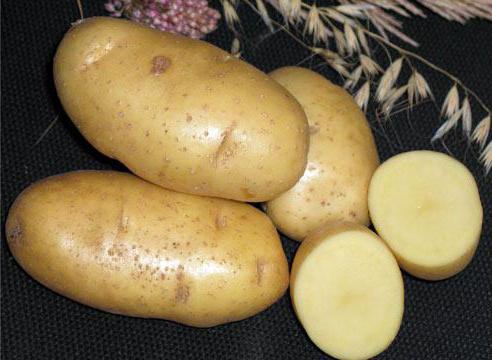 Vroege aardappelen Karatop: een beschrijving van de variëteit, foto, beoordelingen