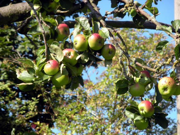 Zilveren hoef (appelboom): beschrijving, foto