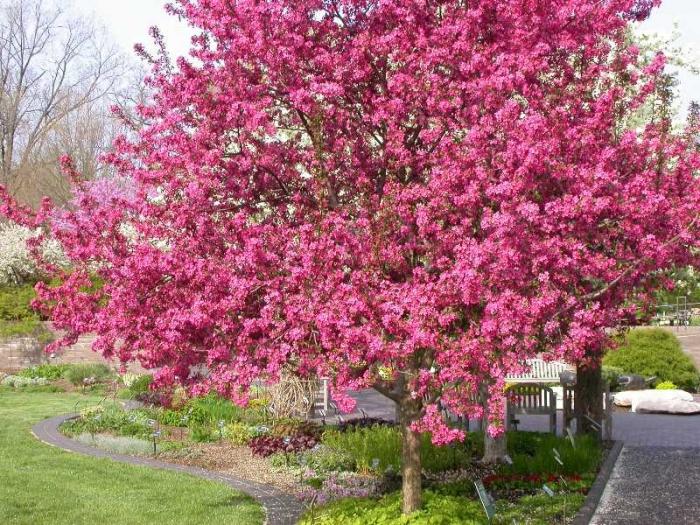 Appelboom Nedzewiecki: beschrijving, planten, verzorging