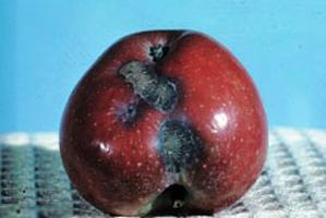 verwerking van appel van korst