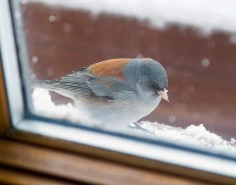 Wat klopt de vogel op het raam? We komen erachter!