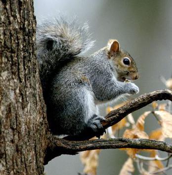 bosrijke levensstijl eekhoorns