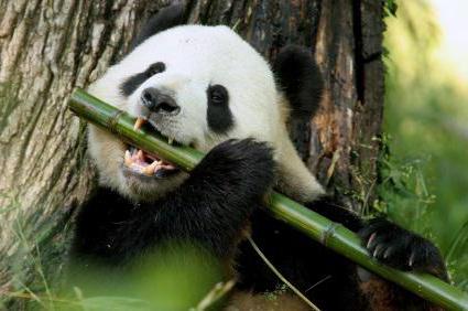 interessante feiten over de grote panda