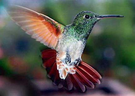 maximale snelheid van kolibrie bij het verzorgen van een vrouwtje