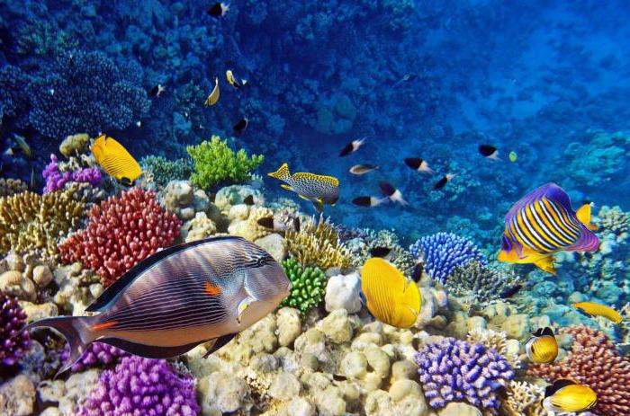 Coral Bay: beschrijving, kenmerken, natuur en interessante feiten