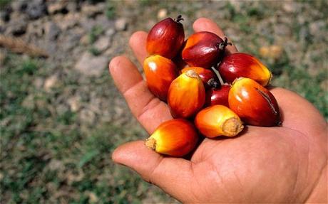 Wat is het gebruik van palmolie in babyvoeding?