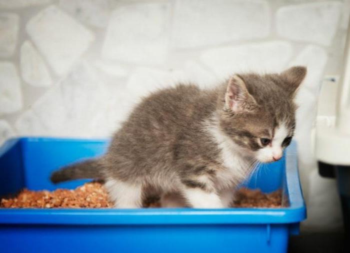 diarree bij een kitten thuisbehandeling