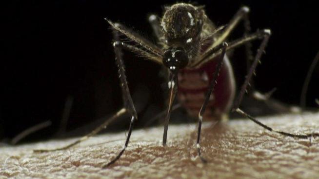 Waarom zijn muggenbeten en hoe kom je er vanaf?