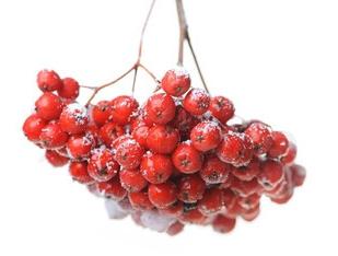 Bij ziekten zal rode ashberry helpen: nuttige eigenschappen en contra-indicaties